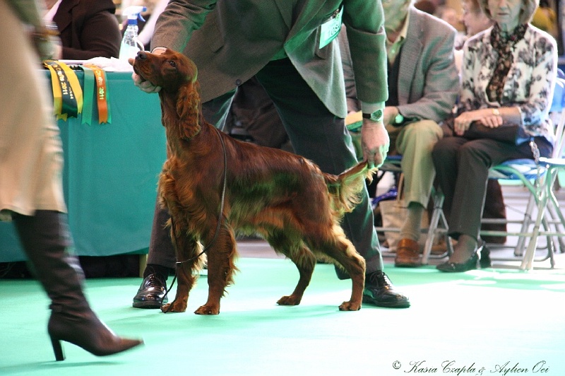 Crufts2011 107.jpg